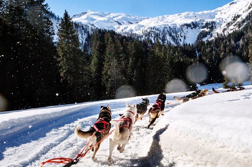 husky sledging Madonna di Campiglio ski resort, Italy