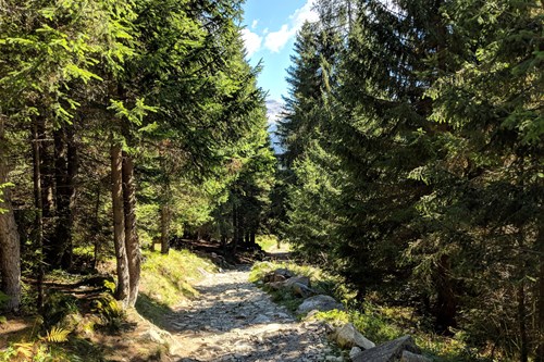 Madonna-di-Campiglio-Italy-wood-walk
