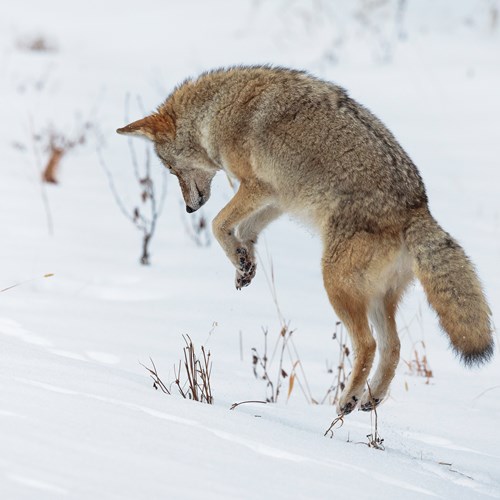 Wild Coyote hunting in the snow, Banff National Park