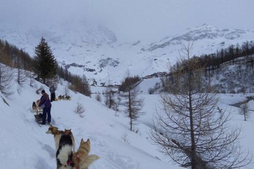 Cervinia-dog-sled-instagram-hendrikcole