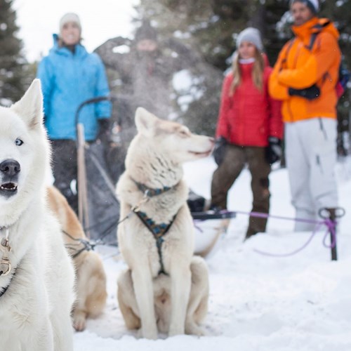 Dog sledding in Banff, Lake Louise