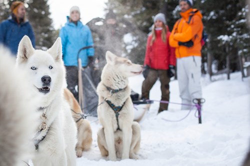 ski over new year, dog sledding banff