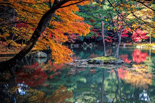 Autumn leaves, Kyoto multi centre
