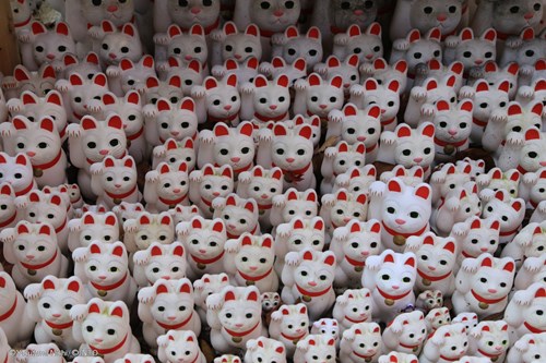 Cat temple, ski holiday Japan