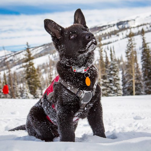 Aspen Snowmass rescue dog